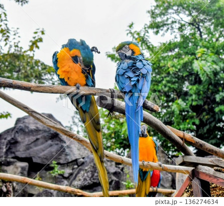 木の上で休むルリコンゴウインコ 木の上で休むルリコンゴウインコ 136274634