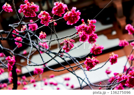 【東京】初春の西新井大師 本堂脇の鮮やかな寒緋桜 【東京】初春の西新井大師 本堂脇の鮮やかな寒緋桜 136275096