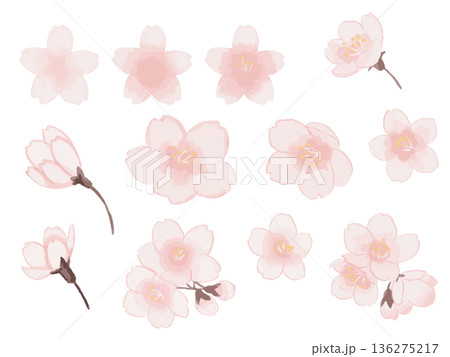 水彩風シンプルな桜の花のイラストセット 136275217