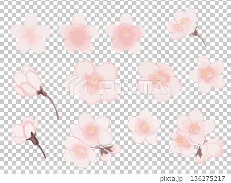 水彩風シンプルな桜の花のイラストセット 136275217
