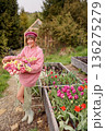 Woman harvesting tulips in mountain garden 136275279