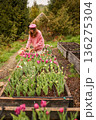 Woman harvesting tulips in mountain garden beds 136275304