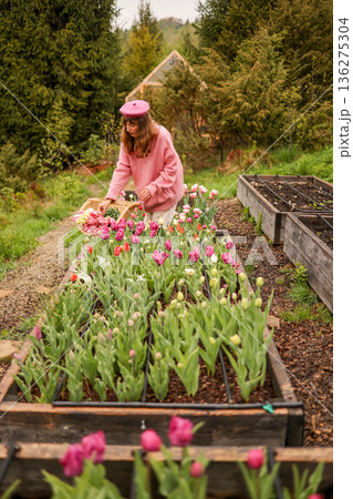 Woman harvesting tulips in mountain garden beds Woman harvesting tulips in mountain garden beds 136275304