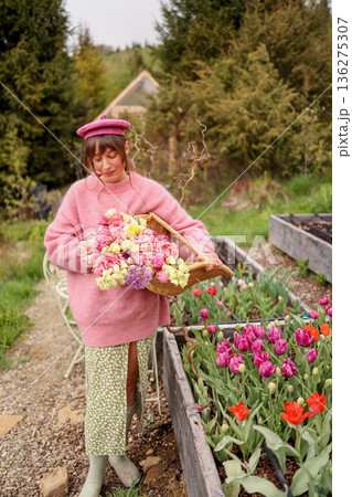 Woman harvesting tulips in mountain garden 136275307