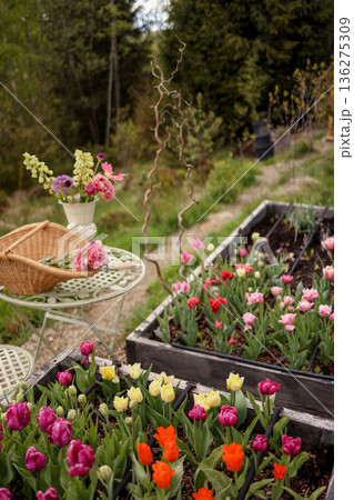 Blooming tulips growing in mountain garden 136275309