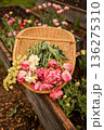 Basket of freshly harvested tulips in spring garden 136275310