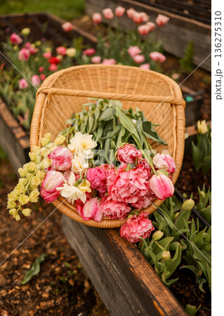 Basket of freshly harvested tulips in spring garden Basket of freshly harvested tulips in spring garden 136275310