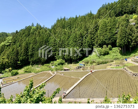 五月晴れの青空と新緑に彩られた田植え直後の棚田〈四谷千枚田/愛知県新城市〉 五月晴れの青空と新緑に彩られた田植え直後の棚田〈四谷千枚田/愛知県新城市〉 136275373