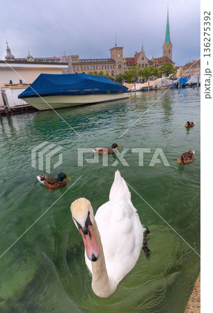 Swan and Ducks on Limmat River with Zurich Historic Skyline in Background 136275392