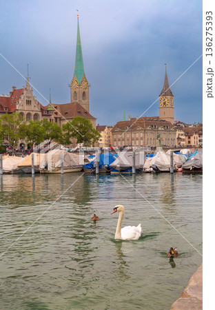 Swan and Ducks on Limmat River with Zurich Historic Skyline in Background 136275393