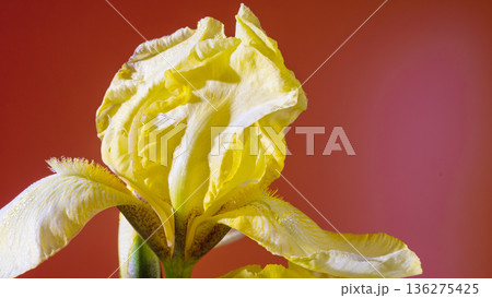 Warm glow captures iris beauty. Studio backdrop highlights detailed features of warm glowing iris Warm glow captures iris beauty. Studio backdrop highlights detailed features of warm glowing iris 136275425