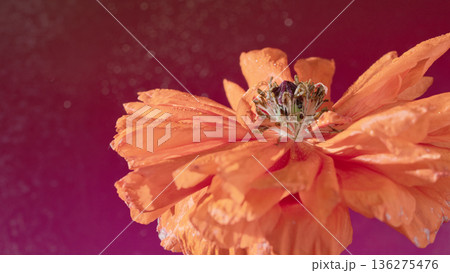 Artistic depiction showcasing decayed poppy with textured center and moody lighting effects Artistic depiction showcasing decayed poppy with textured center and moody lighting effects 136275476