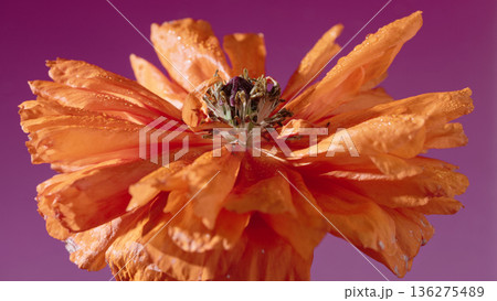 Vivid orange bloom with textured petals. Colorful flower with textured layers and purple background 136275489