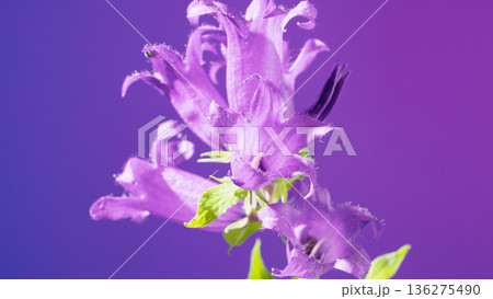 Lavender wildflower with soft glow. Textured lilac blossom showcased with elegant background effects 136275490