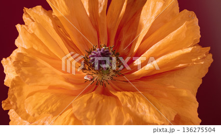 Vivid floral detail. Dramatic macro image emphasizing warm colored petals and intricate seed details Vivid floral detail. Dramatic macro image emphasizing warm colored petals and intricate seed details 136275504
