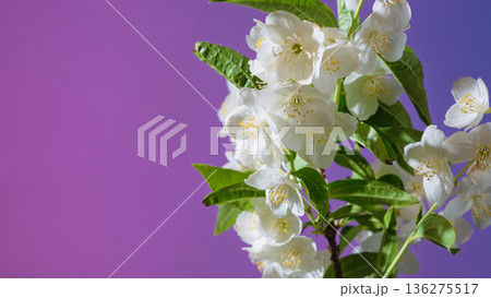 Elegant jasmine with green foliage. White jasmine flowers and leaves under gentle studio illumination Elegant jasmine with green foliage. White jasmine flowers and leaves under gentle studio illumination 136275517