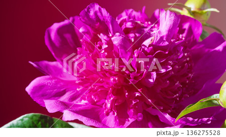 Vibrant magenta peony with lustrous petals photographed for beauty and fashion publications 136275528