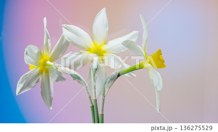 Yellowcentered white daffodils serve as perfect accents for lively spring decorations and wellness themes Yellowcentered white daffodils serve as perfect accents for lively spring decorations and wellness themes 136275529