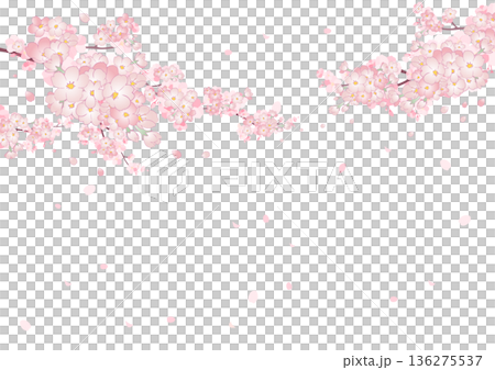 櫻花背景，飄落的櫻花花瓣 136275537