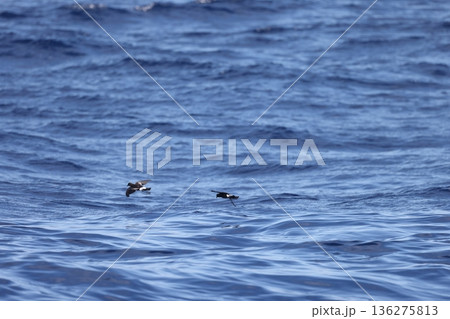 アシナガウミツバメ アシナガウミツバメ 136275813
