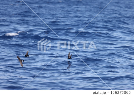 アシナガウミツバメ アシナガウミツバメ 136275866