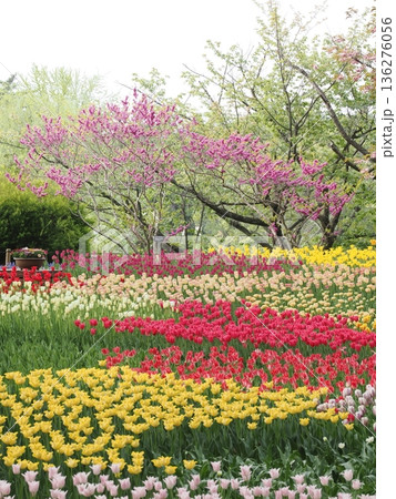 春のイメージ素材｜カラフルな満開のチューリップと花桃 136276056
