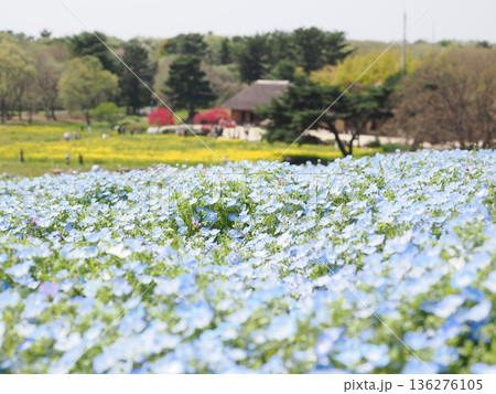 茨城県　国営ひたち海浜公園　満開のネモフィラ 136276105