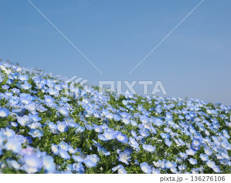 茨城県 国営ひたち海浜公園 満開のネモフィラ 茨城県 国営ひたち海浜公園 満開のネモフィラ 136276106