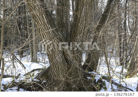 萌芽するコナラの大木 萌芽するコナラの大木 136276167