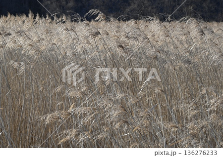 輝くヨシの穂 136276233