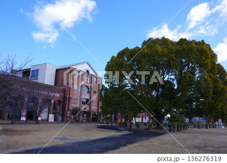 兵庫県淡路島　洲本アルチザンスクエア　冬咲きチューリップショー 136276319