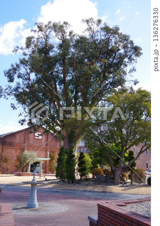 兵庫県淡路島　洲本市民広場にあるユーカリの木 136276330