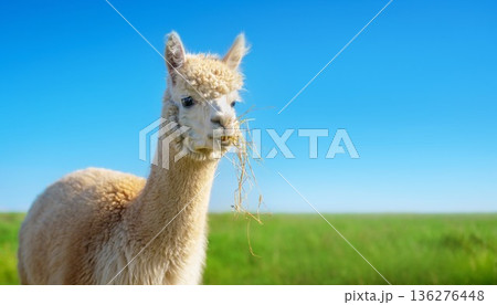 青空の下で草を噛むアルパカ 136276448