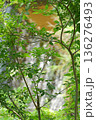 新緑の季節の樹木を背景にした新緑 136276493