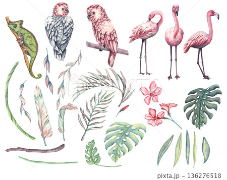 A large watercolor set of tropical illustrations with birds and leaves. Tropical pink parrots, pink flamingos, jungle flowers and leaves. A pink cockatoo. Graceful flamingos with palm branches A large watercolor set of tropical illustrations with birds and leaves. Tropical pink parrots, pink flamingos, jungle flowers and leaves. A pink cockatoo. Graceful flamingos with palm branches 136276518