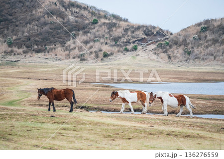 3 horses on meadow at Aso Kuju National Park, Kumamoto 136276559