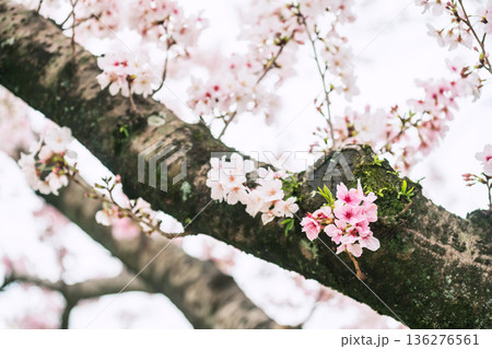 Pink kawazu sakura blossom on cherry tree at Kumamoto castle 136276561