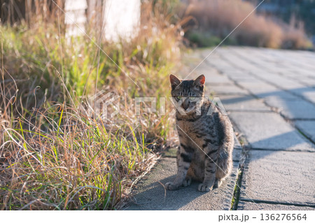 adorable tabby brown cat by meadow in Mt. Unzen at sunset adorable tabby brown cat by meadow in Mt. Unzen at sunset 136276564