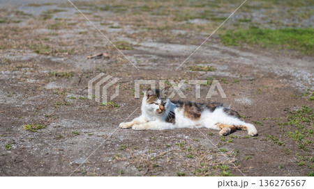 Tabby Japanese stray cat rest on outdoor playground, Tara Town, Saga Tabby Japanese stray cat rest on outdoor playground, Tara Town, Saga 136276567