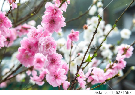 pink and white kawazu sakura blossom with raindrops 136276568