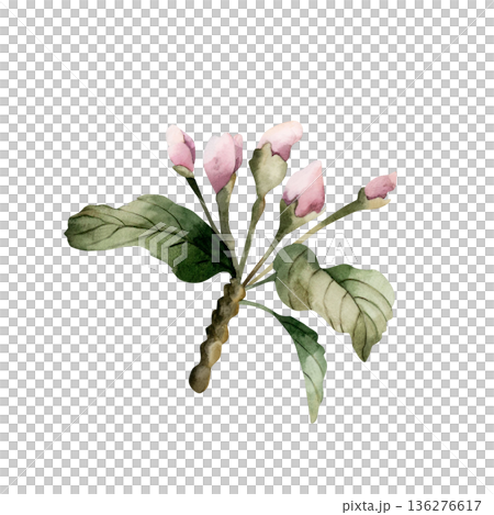 Apple blossom spring flowers buds branch. Cherry Sakura Blooming Watercolor hand drawn floral illustration isolated on white background Easter design fresh print cosmetic package porcelain crockery Apple blossom spring flowers buds branch. Cherry Sakura Blooming Watercolor hand drawn floral illustration isolated on white background Easter design fresh print cosmetic package porcelain crockery 136276617