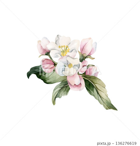 Apple blossom spring flowers buds branch. Cherry Sakura Blooming Watercolor hand drawn floral illustration isolated on white background Easter design fresh print cosmetic package porcelain crockery Apple blossom spring flowers buds branch. Cherry Sakura Blooming Watercolor hand drawn floral illustration isolated on white background Easter design fresh print cosmetic package porcelain crockery 136276619