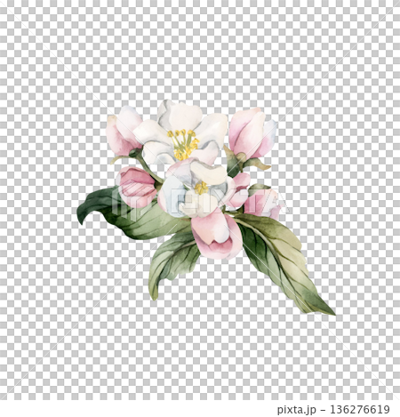 Apple blossom spring flowers buds branch. Cherry Sakura Blooming Watercolor hand drawn floral illustration isolated on white background Easter design fresh print cosmetic package porcelain crockery Apple blossom spring flowers buds branch. Cherry Sakura Blooming Watercolor hand drawn floral illustration isolated on white background Easter design fresh print cosmetic package porcelain crockery 136276619