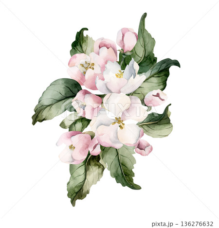 Apple blossom spring flowers buds branch. Cherry Sakura Blooming Watercolor hand drawn floral illustration isolated on white background Easter design fresh print cosmetic package porcelain crockery Apple blossom spring flowers buds branch. Cherry Sakura Blooming Watercolor hand drawn floral illustration isolated on white background Easter design fresh print cosmetic package porcelain crockery 136276632
