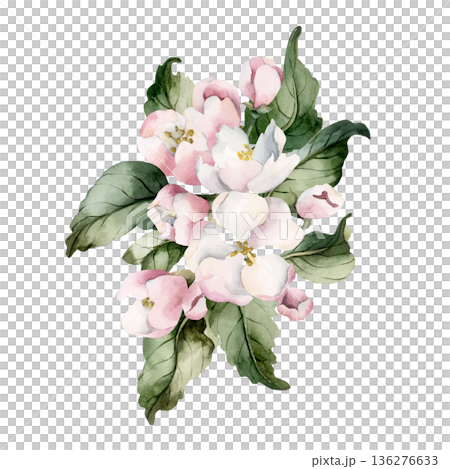 Apple blossom spring flowers buds branch. Cherry Sakura Blooming Watercolor hand drawn floral illustration isolated on white background Easter design fresh print cosmetic package porcelain crockery 136276633
