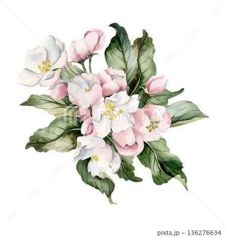 Apple blossom spring flowers buds branch. Cherry Sakura Blooming Watercolor hand drawn floral illustration isolated on white background Easter design fresh print cosmetic package porcelain crockery Apple blossom spring flowers buds branch. Cherry Sakura Blooming Watercolor hand drawn floral illustration isolated on white background Easter design fresh print cosmetic package porcelain crockery 136276634