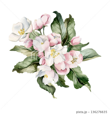 Apple blossom spring flowers buds branch. Cherry Sakura Blooming Watercolor hand drawn floral illustration isolated on white background Easter design fresh print cosmetic package porcelain crockery 136276635