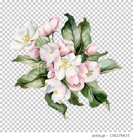 Apple blossom spring flowers buds branch. Cherry Sakura Blooming Watercolor hand drawn floral illustration isolated on white background Easter design fresh print cosmetic package porcelain crockery 136276635