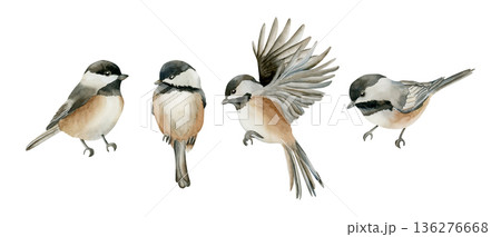 Black capped Chickadee Sitting Bird Set. Watercolor hand drawn illustration isolated on white background for Easter decor spring design cottagecore rustic card poster print home textile postcard 136276668