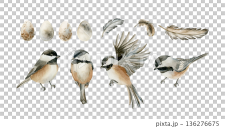 Black capped Chickadee Sitting Birds Eggs Feathers Set. Watercolor hand drawn illustration isolated on white background for Easter decor spring design cottagecore rustic card poster print home textile 136276675